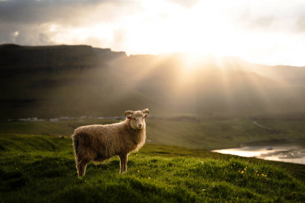 istock Driving the Faroe Islands Sheep 2192348806
