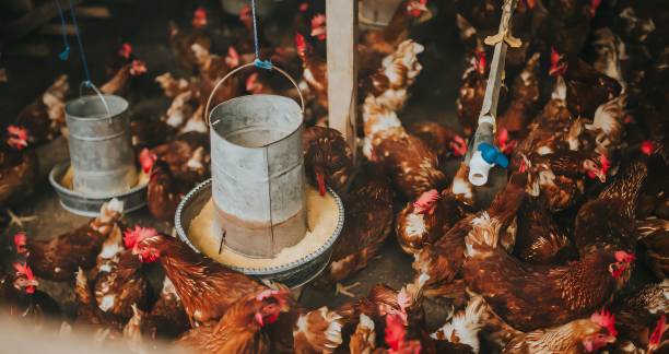 istock Bustling chicken coop with feeding hens. 2192349745