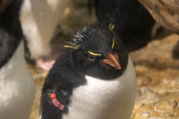 Penguin in the Osaka Aquarium, Japan