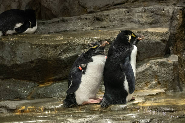 istock Penguin in the Osaka Aquarium, Japan 2192351782