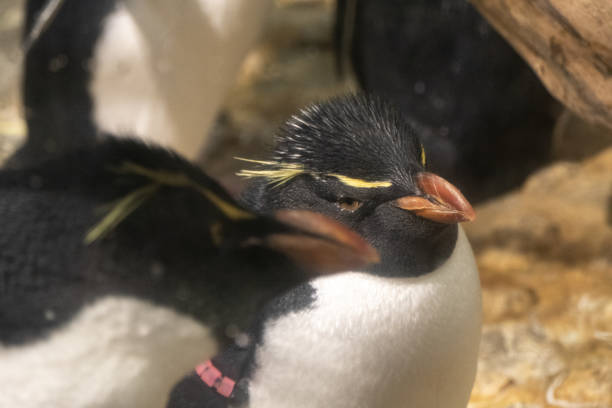 istock Penguin in the Osaka Aquarium, Japan 2192351831
