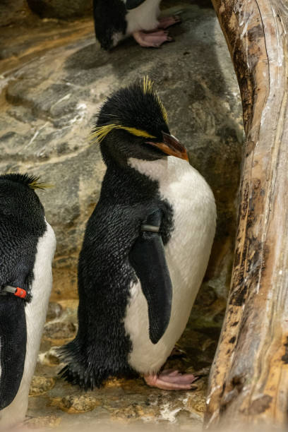 istock Penguin in the Osaka Aquarium, Japan 2192351917