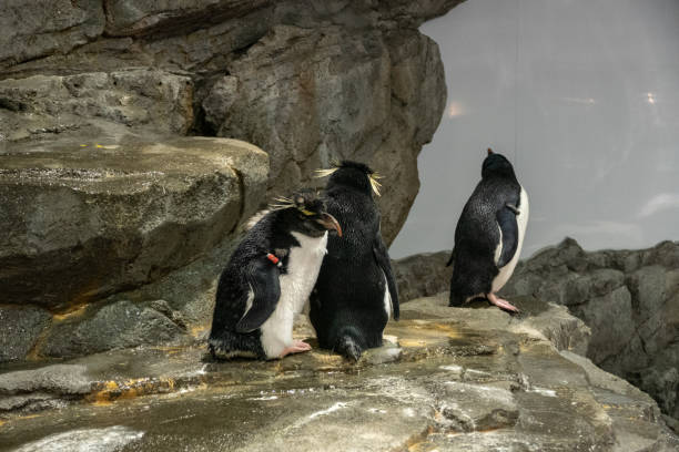 istock Penguin in the Osaka Aquarium, Japan 2192352006