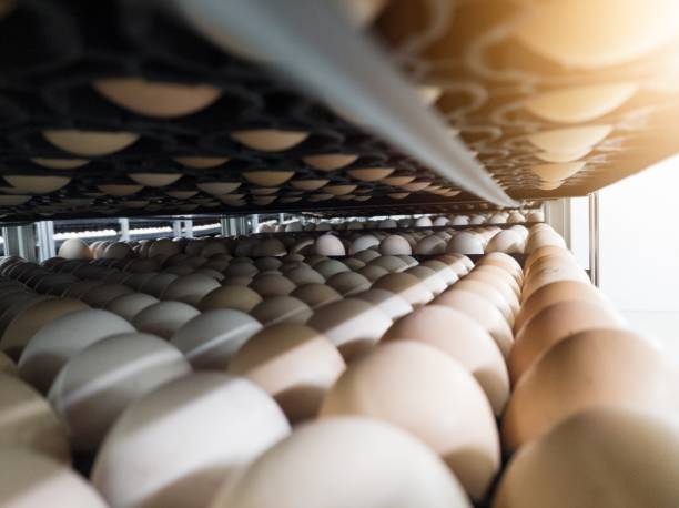 istock Close up the eggs on the trolley ready for incubation.Hatching Eggs Background. 2192352941
