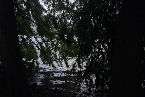 Pines and water crushing on the branches by the lakeshore
