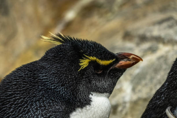 istock Penguin in the Osaka Aquarium, Japan 2192355446