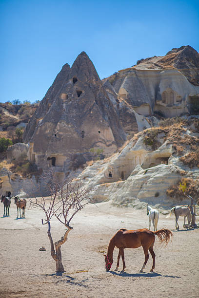 istock Wild horses in Cappadocia 2192355932