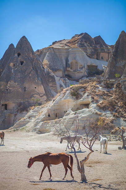 istock Wild horses in Cappadocia 2192355984