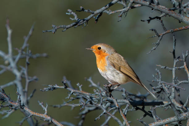 istock robin, a bird sitting on a tree branch, on a branch. Robin and trees 2192357398
