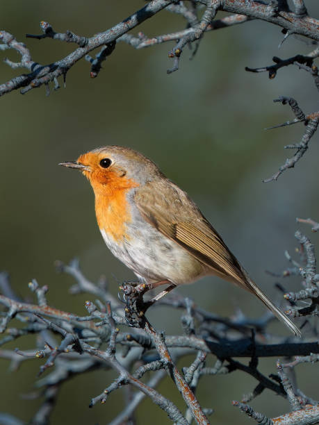 istock robin, a bird sitting on a tree branch, on a branch. Robin and trees 2192357404