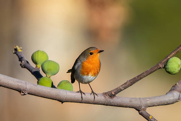 istock robin, a bird sitting on a tree branch, on a branch. Robin and trees 2192357457