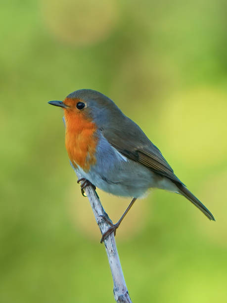 istock robin, a bird sitting on a tree branch, on a branch. Robin and trees 2192357488