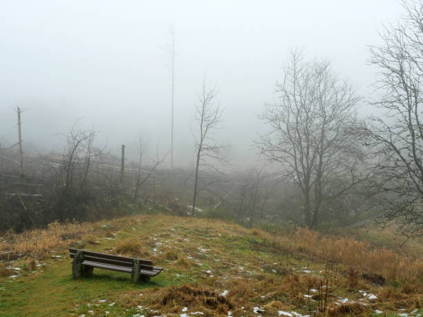 A destroyed spruce forest, marked by bark beetles and forest fires. The dead trunks in the fog create a mystical, sad and thoughtful atmosphere. The bench on the hill is evidence of a popular hiking route