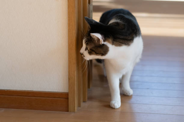 istock Cute cat walking around indoors 2192359666