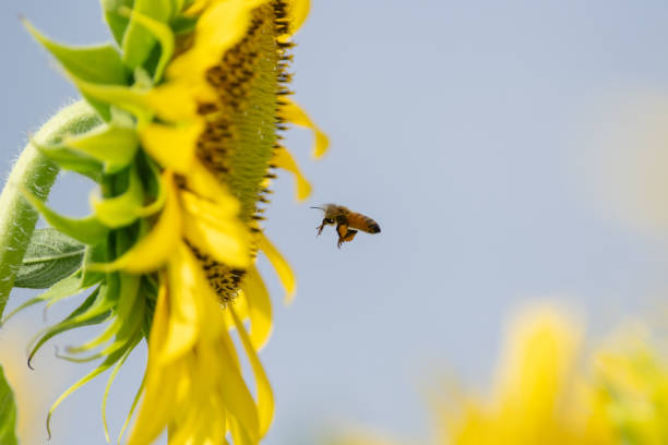 istock Sunflower field in full bloom 2192359916
