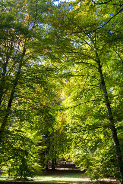 istock deciduous trees in bright autumn colors 2192359972