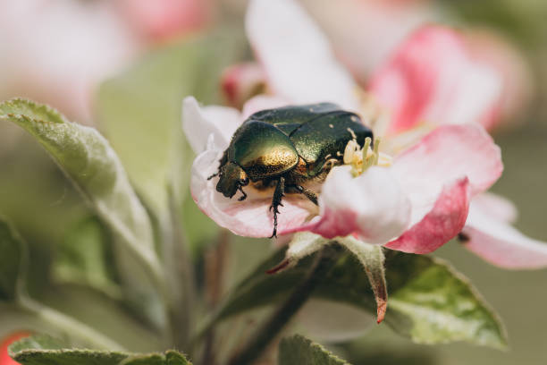 istock Green rose chafer beetle exploring apple blossom in spring 2192361693