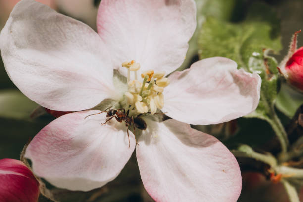 Close up of ant exploring apple blossom flower in springtime, showcasing the delicate beauty of nature and symbiotic relationships