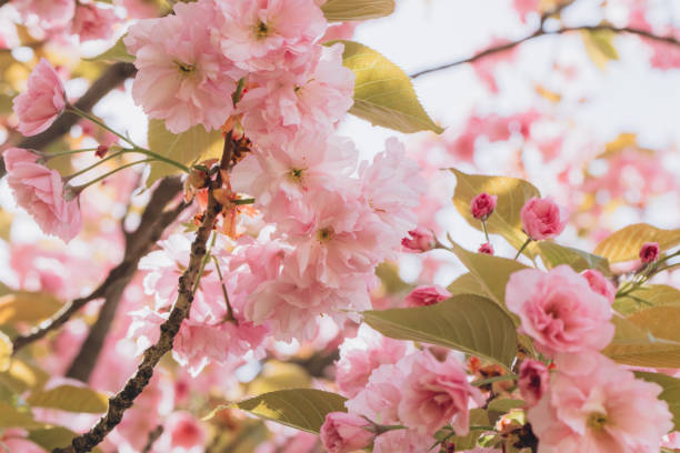 istock Delicate pink cherry blossoms blooming on a spring day 2192361911