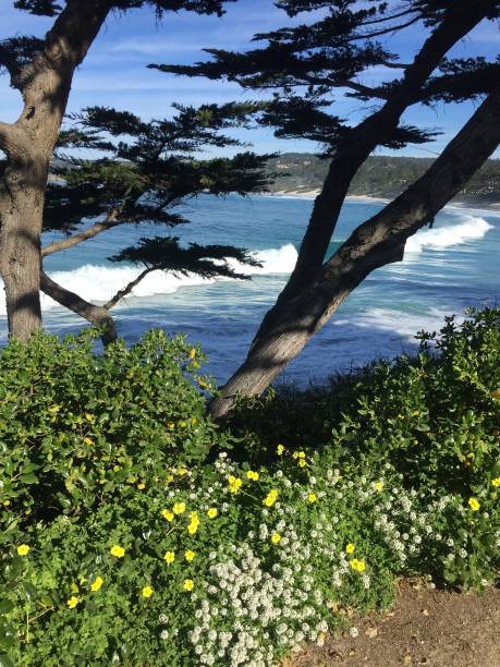 istock Carmel by the sea 2192363166