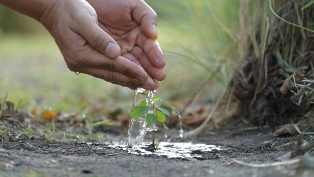 istock Watering Seedling Growth in Nature Close-up Shot Fresh 2192366711