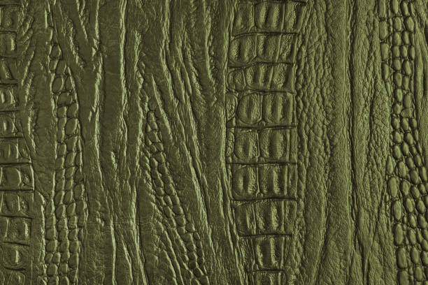Crocodile genuine leather structure texture macro, khaki colored leatherette surface with metallic, pearlescent effect. Reptile skin close up, macro background, wallpaper, backdrop