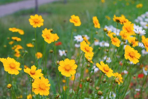 Coreopsis lanceolata, Lanceleaf Tickseed or Maiden eye on meadow, field blooming in summer. Nature, plant, floral background. Garden, lawn of yellow flowers lance leaved Coreopsis in bloom
