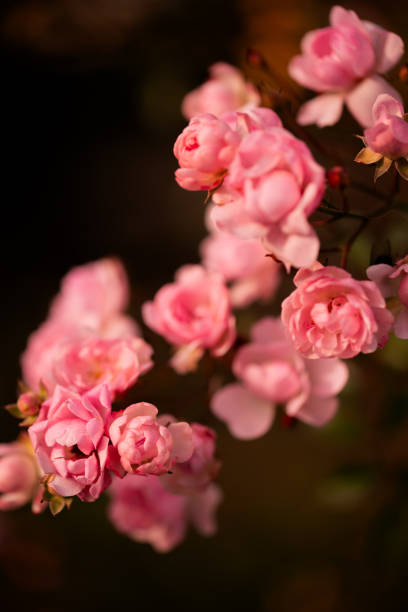 istock Roses are always enchanting 2192367655
