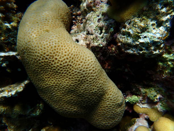 istock Lesser star coral (Goniastrea edwardsi) undersea 2192368153