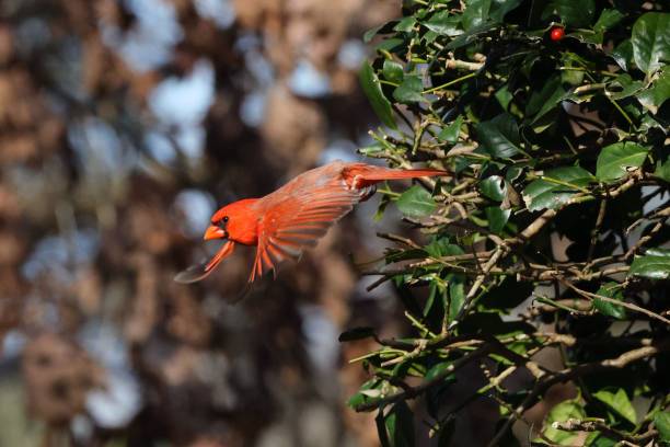 istock Red cardinal in flight near a bush. 2192368781