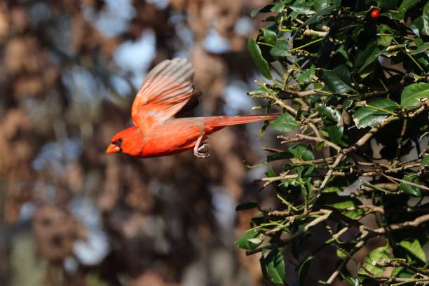 istock Red cardinal in flight near foliage. 2192368785