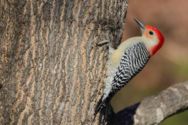 istock Red-bellied woodpecker on tree trunk 2192368812