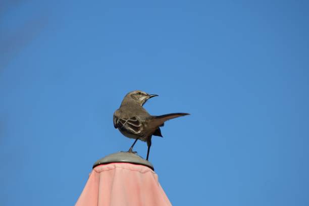 A bird perched on top of a pink umbrella against a clear blue sky.
