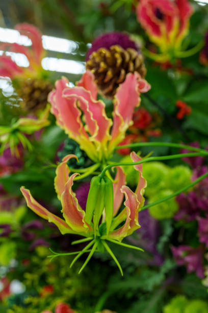 Gloriosa flowers in full bloom, Glory lily, Flame lily, Climbing lily, Gloriosa superba