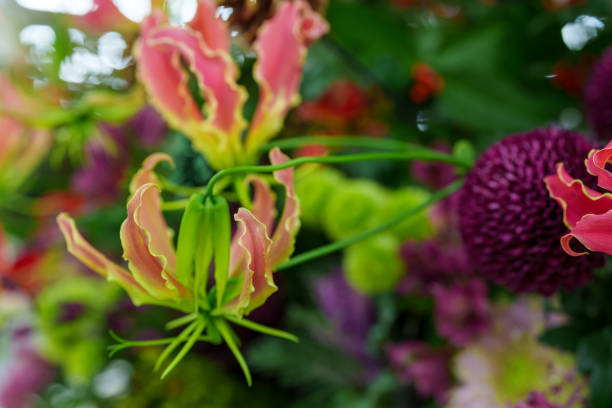 Gloriosa flowers in full bloom, Glory lily, Flame lily, Climbing lily, Gloriosa superba