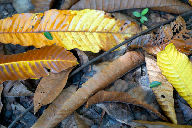 dirty fallen brownish old leaves backgroud with mud on the floor