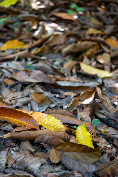 dirty fallen brownish old leaves backgroud with mud on the floor
