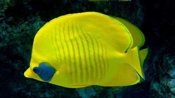 istock Masked butterflyfish or bluecheek butterflyfish (Chaetodon semilarvatus) 2192369798