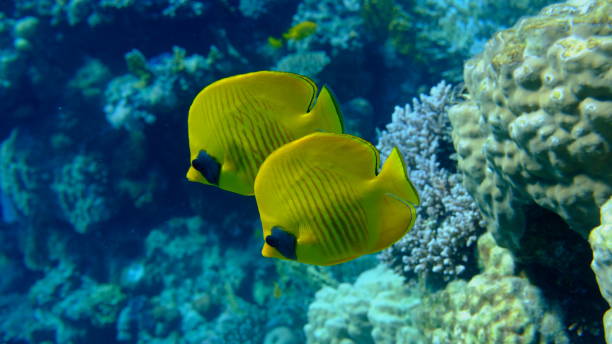 istock Masked butterflyfish or bluecheek butterflyfish (Chaetodon semilarvatus) 2192369827