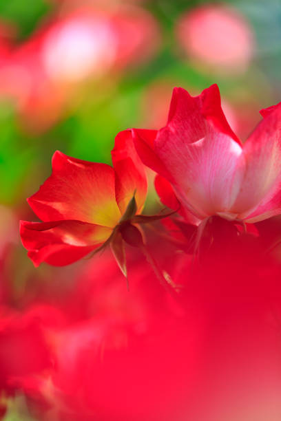 Rose flower in the rose garden