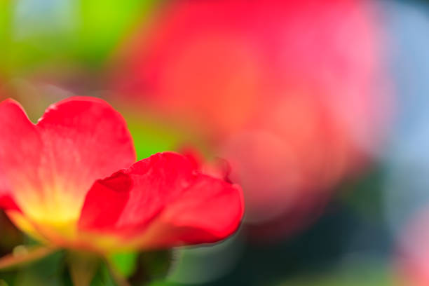Rose flower in the rose garden
