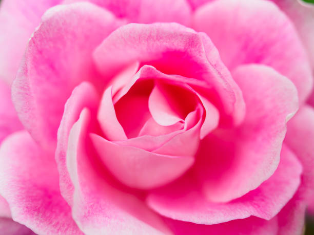 Rose flower in the rose garden
