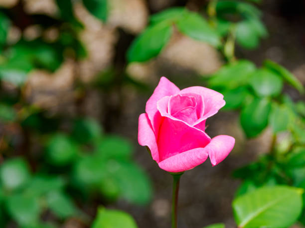 Rose flower in the rose garden
