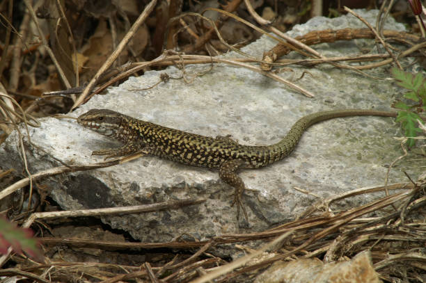 istock Closeup on a European wall lizard, Podarcis muralis sitting on a stone 2192370965