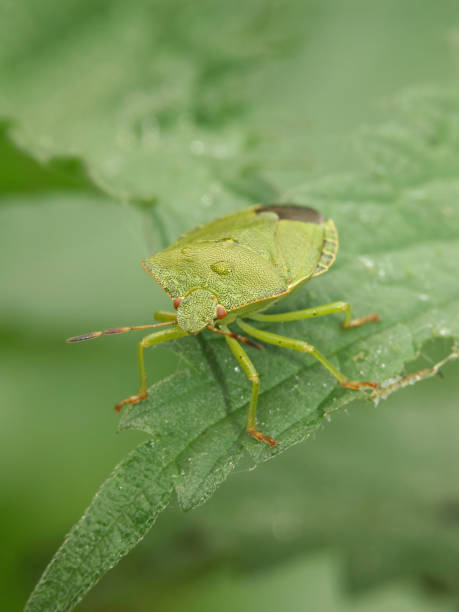 istock Green Shield Bug, Palomena prasina, on Leaf with Water Droplets 2192370987
