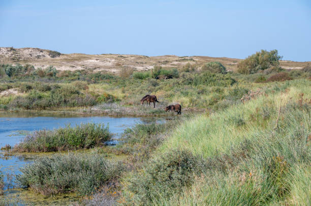 istock Wild horses at a small lake in a dune landscape 2192372722