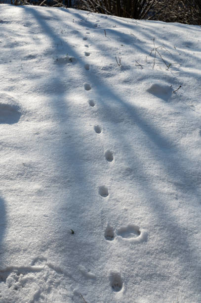 Cat footprints in the white snow