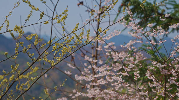 istock Peach blossoms In Spring,China,Asia. 2192372904