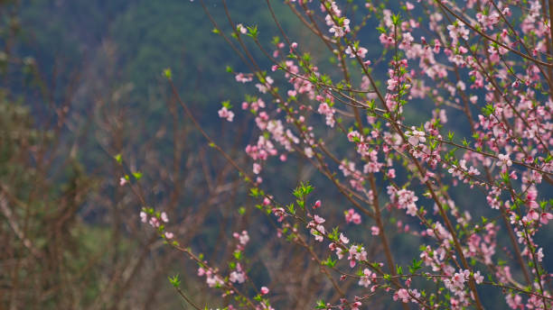 istock Peach blossoms In Spring,China,Asia. 2192372951
