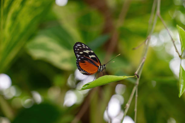istock Beautiful exotic red black butterfly on a leaf 2192373265